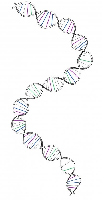 DNA šroub II